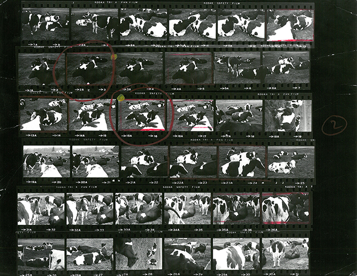 A contact sheet Matter produced while working at Knoll. | PC: Herbert Matter | Knoll Inspiration